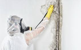 Mold Odor Removal Services in Belle Chasse, LA